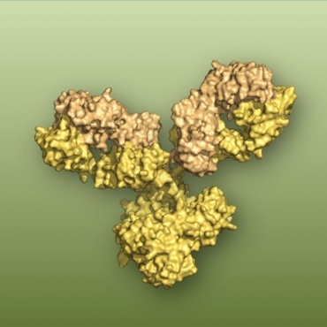 Crystal structure rendering of antibody